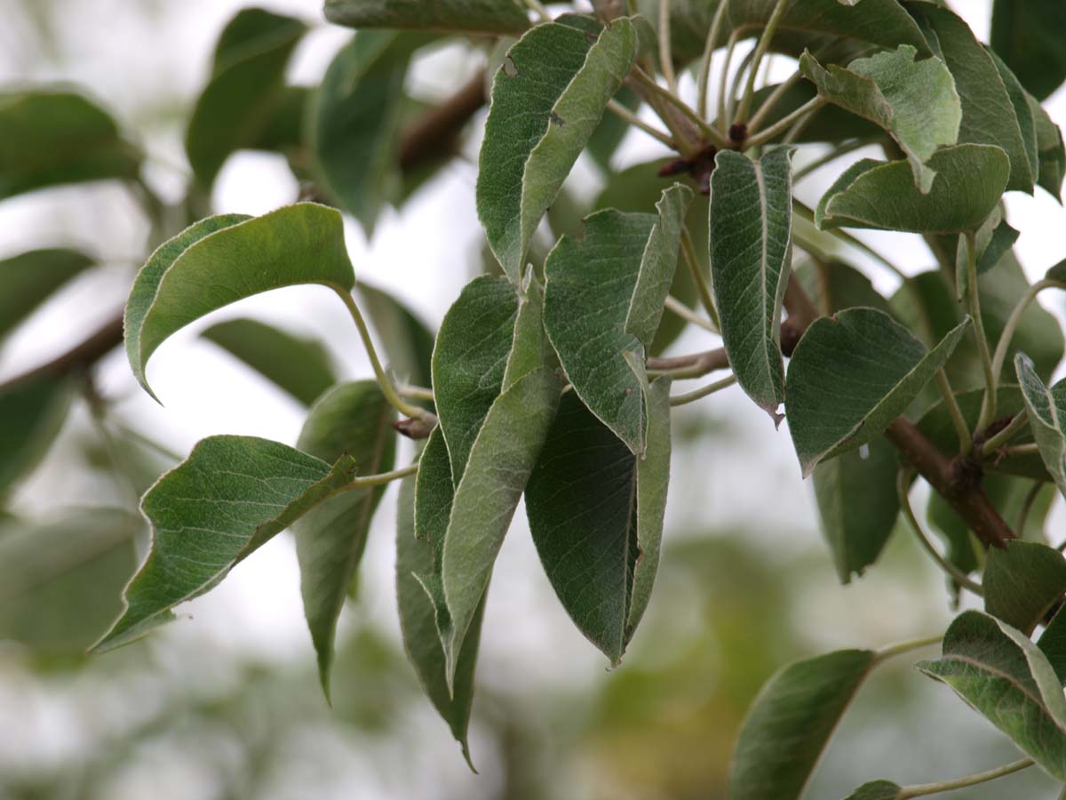 Pyrus communis 'Gieser Wildeman' op stam blad