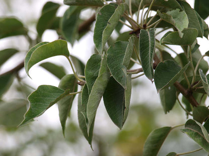 Pyrus communis 'Gieser Wildeman' op stam blad