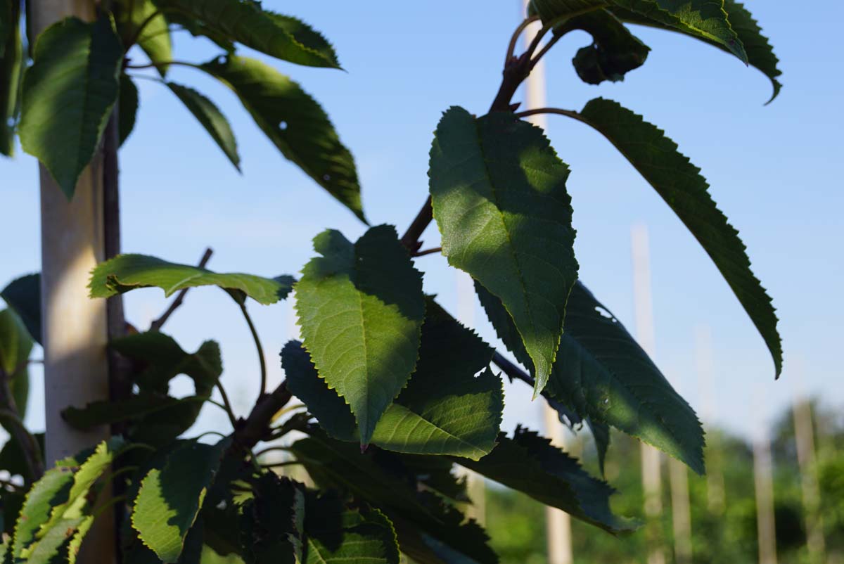 Prunus avium 'Bigarreau Napoléon' op stam