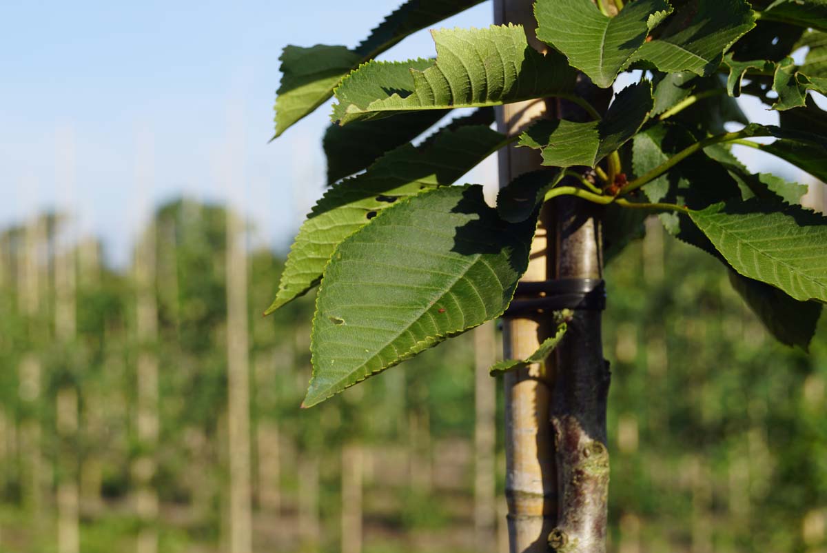 Prunus avium 'Bigarreau Napoléon' op stam