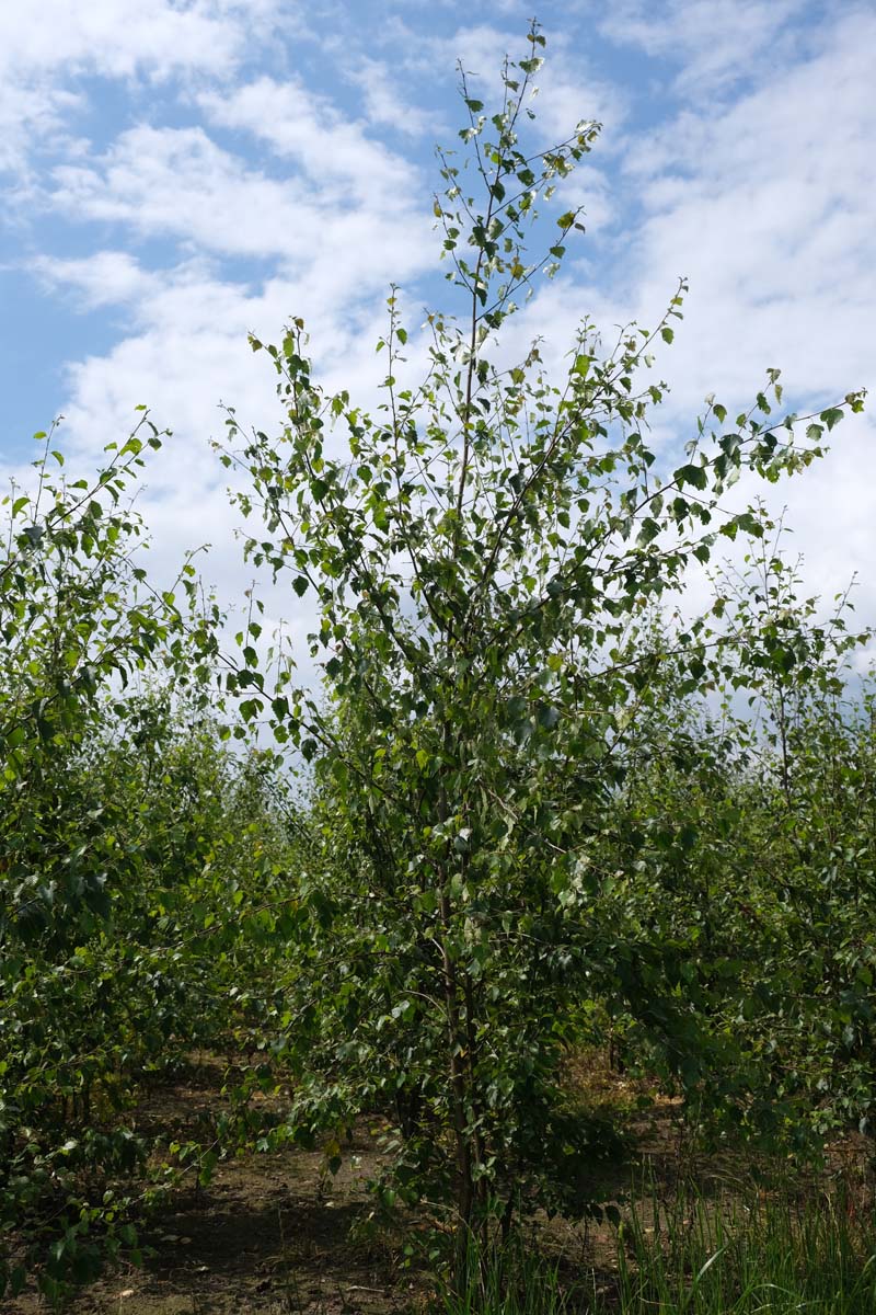 Betula pubescens meerstammig / struik meerstammig