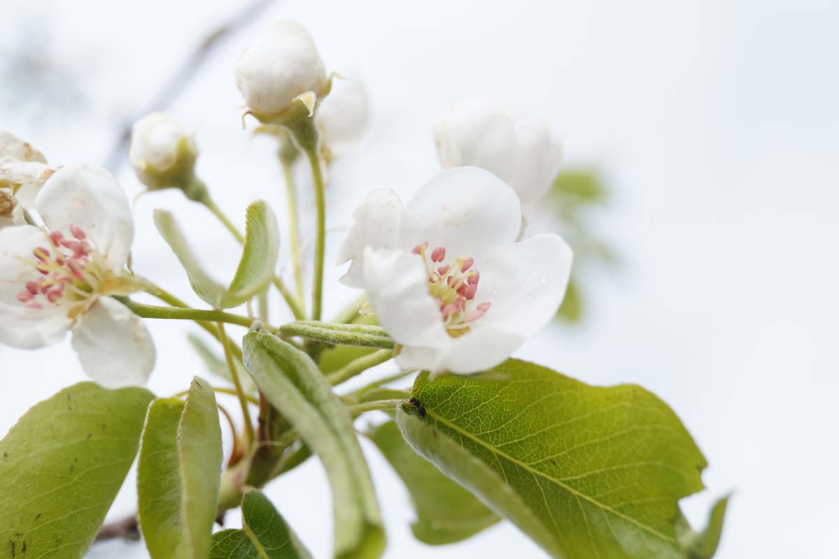 Pyrus communis 'Jut' op stam