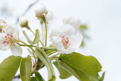 Pyrus communis 'Jut' op stam