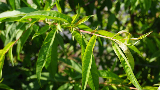 Prunus persica 'Champion' op stam