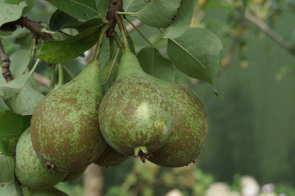 Pyrus communis 'Williams' leiboom peer