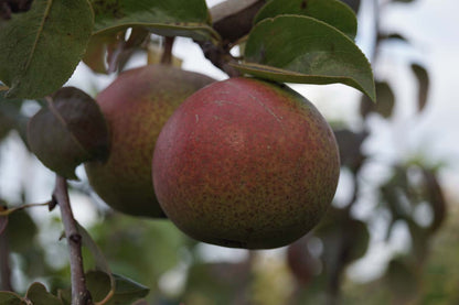 Pyrus communis 'Zoete Brederode' op stam