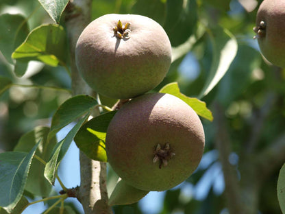 Pyrus communis 'Zoete Brederode' op stam