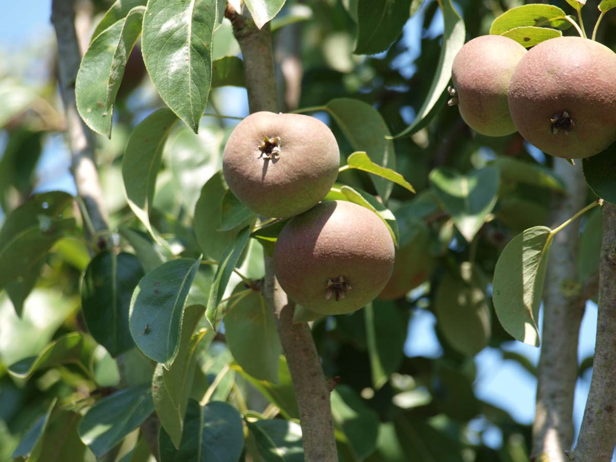 Pyrus communis 'Zoete Brederode' op stam