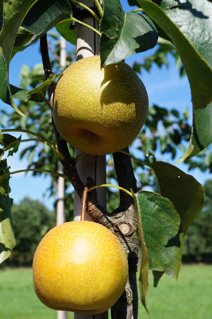 Pyrus pyrifolia 'Hayatama' op stam