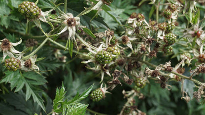 Rubus fruticosus 'Thornless Evergreen'