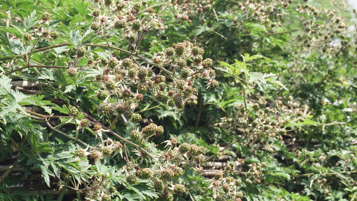 Rubus fruticosus 'Thornless Evergreen'