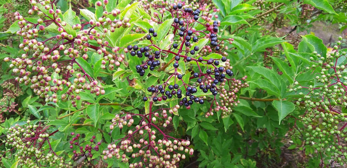 Sambucus nigra 'Haschberg' meerstammig / struik