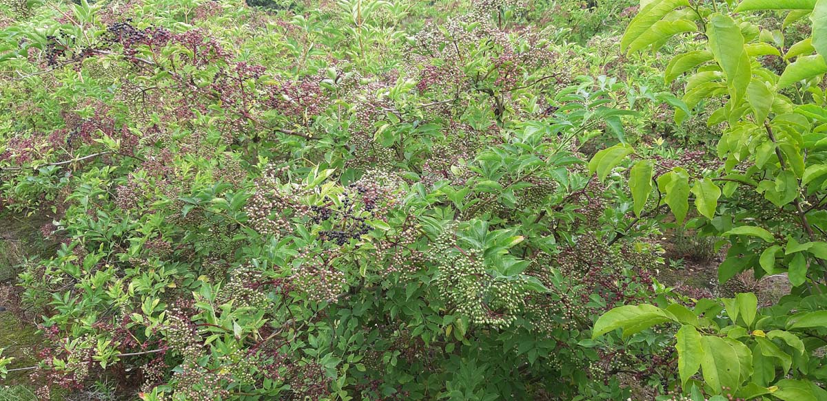 Sambucus nigra 'Haschberg' meerstammig / struik