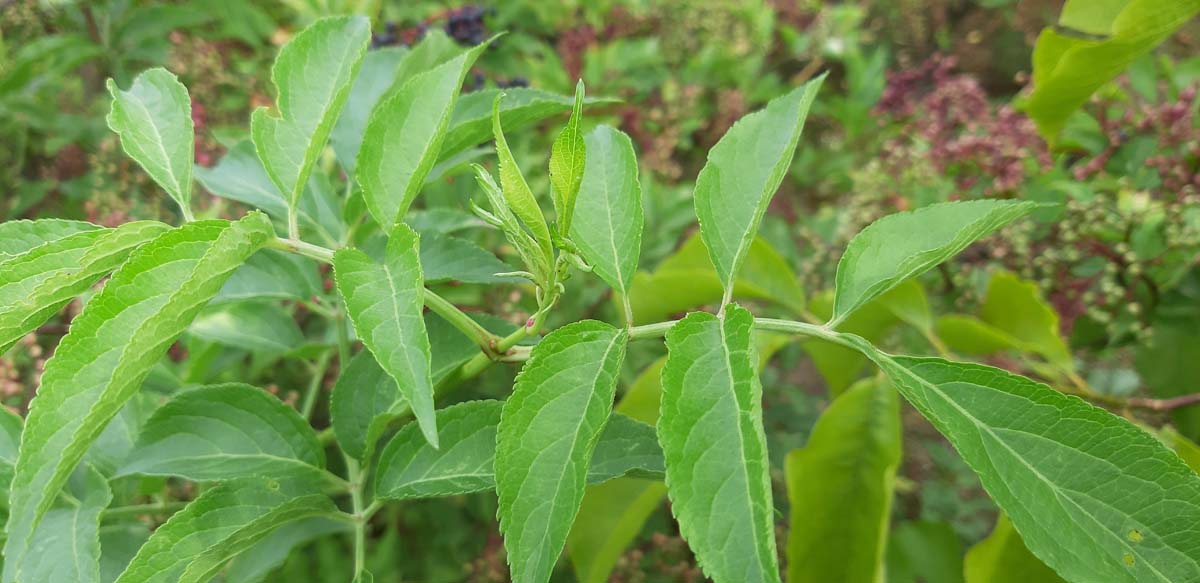 Sambucus nigra 'Haschberg' Tuinplanten