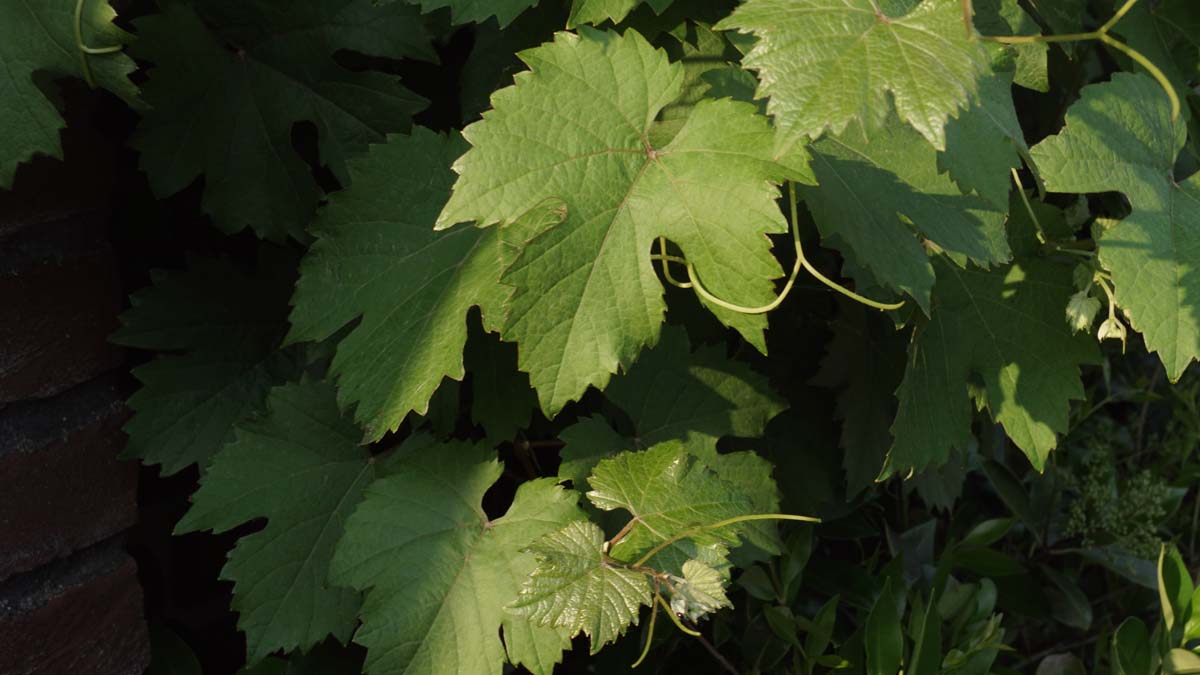 Vitis 'Boskoop Glory'