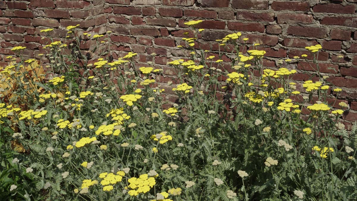 Achillea 'Moonshine'