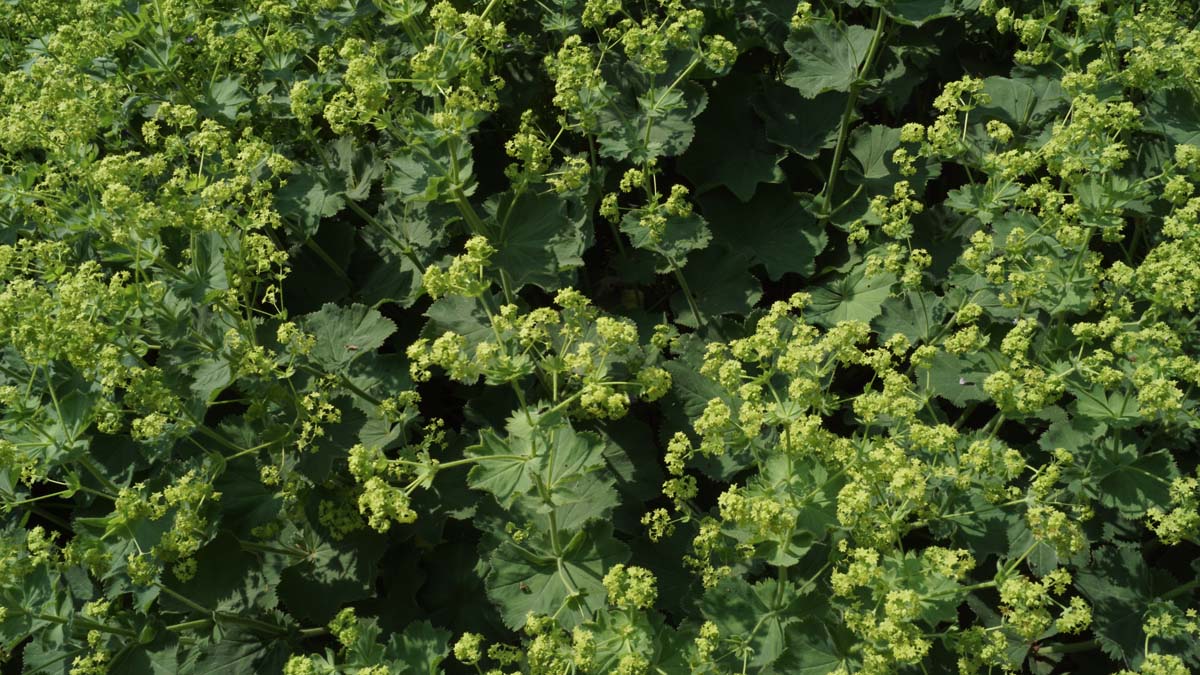 Alchemilla erythropoda