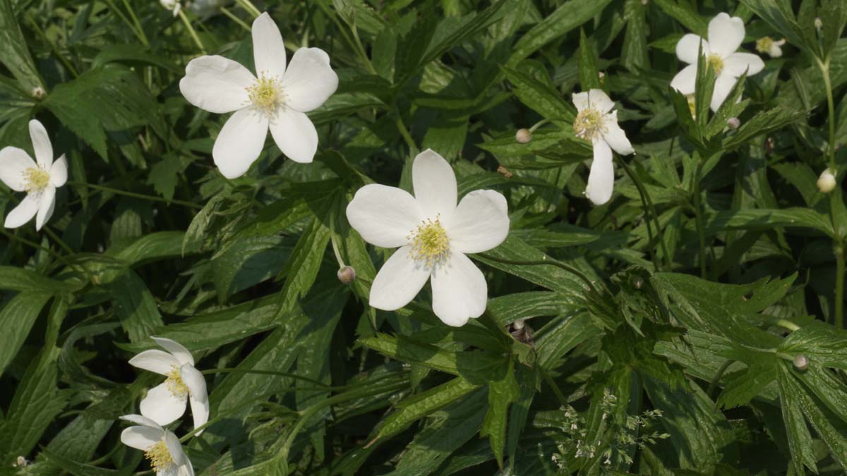 Anemone canadensis