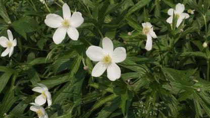 Anemone canadensis