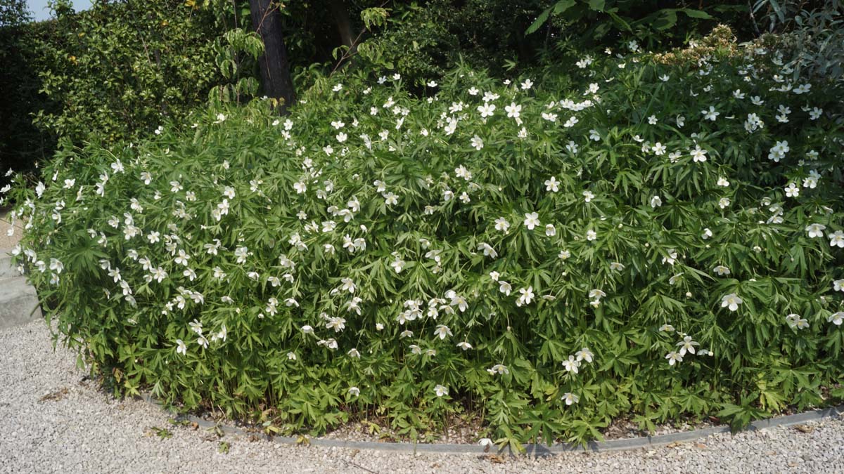 Anemone canadensis