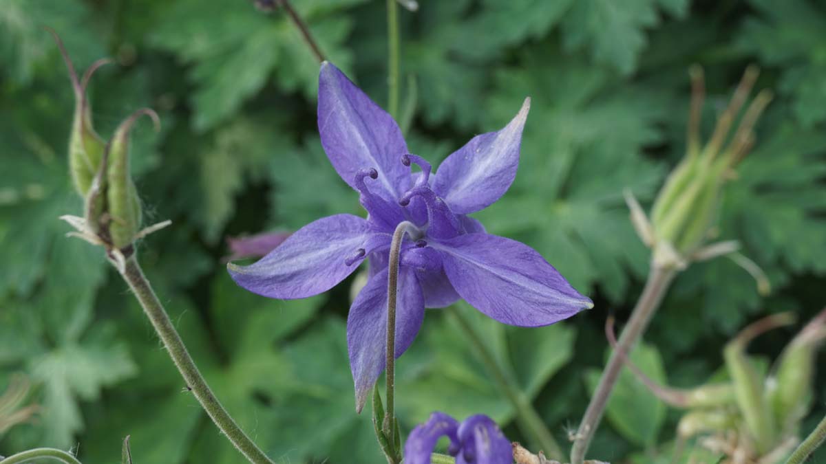 Aquilegia alpina