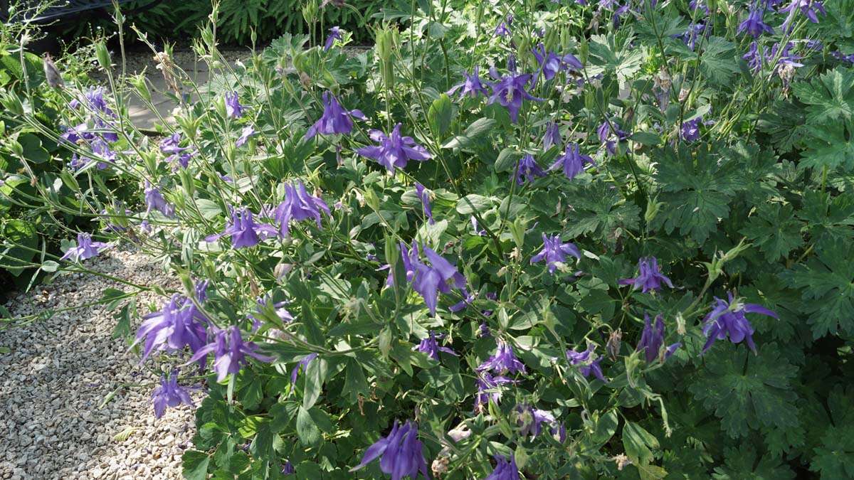 Aquilegia alpina