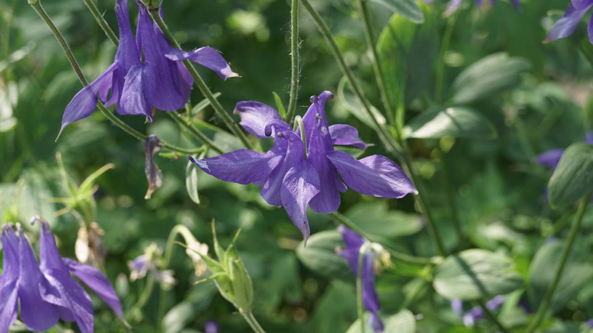 Aquilegia alpina