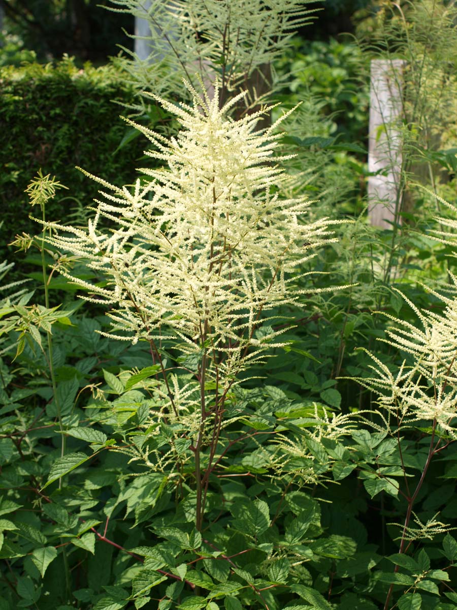 Aruncus dioicus bloem