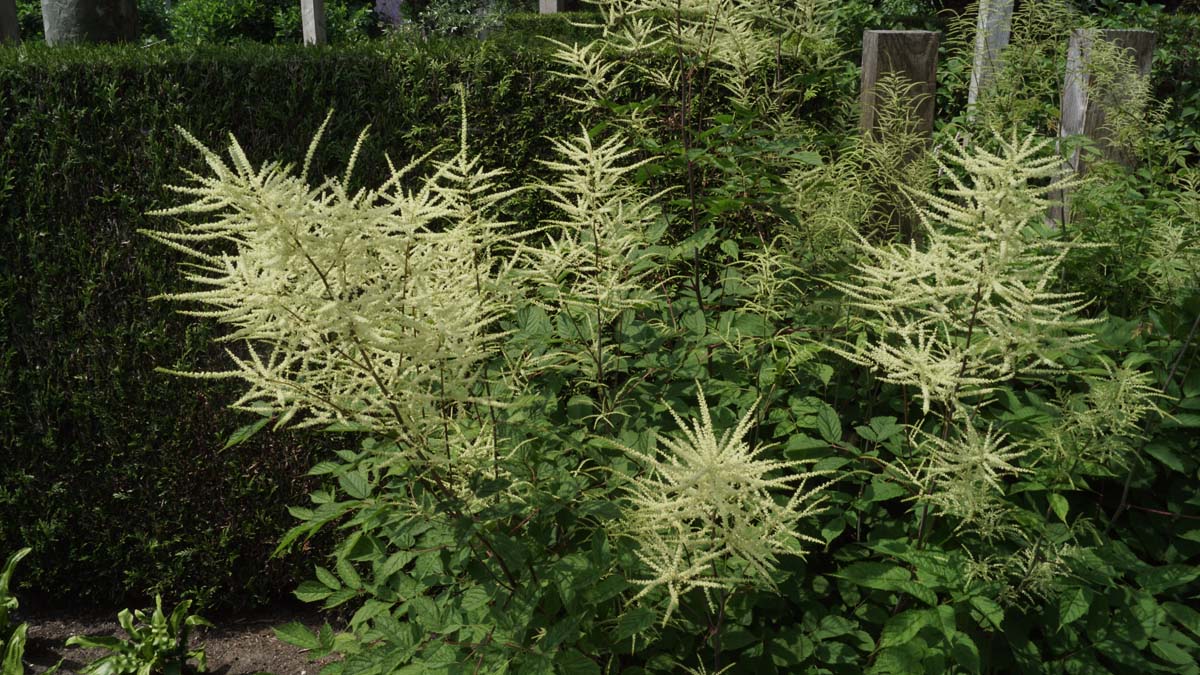 Aruncus dioicus bloem