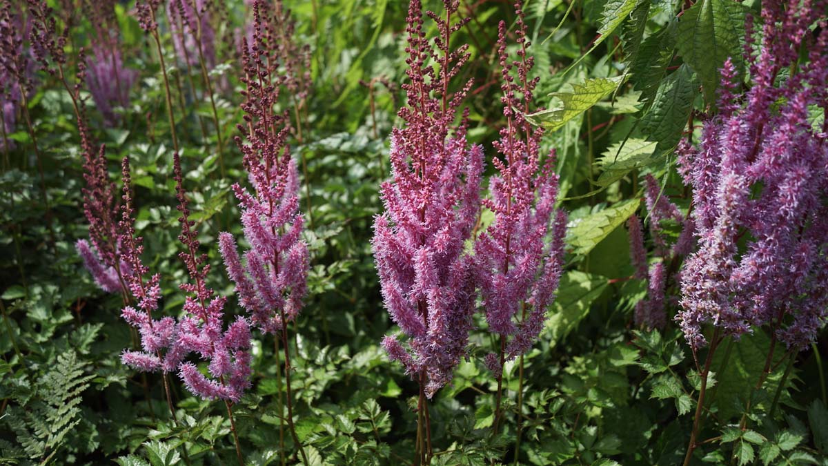 Astilbe chinensis 'Superba'