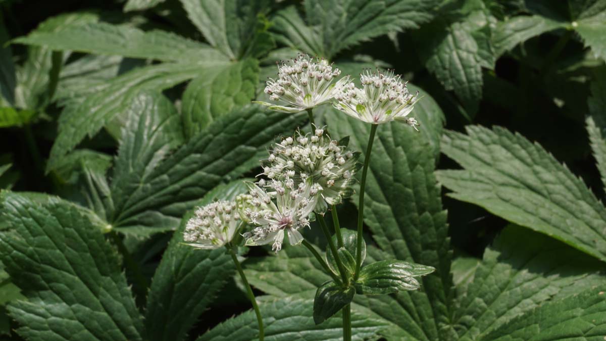 Astrantia major