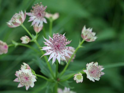 Astrantia major