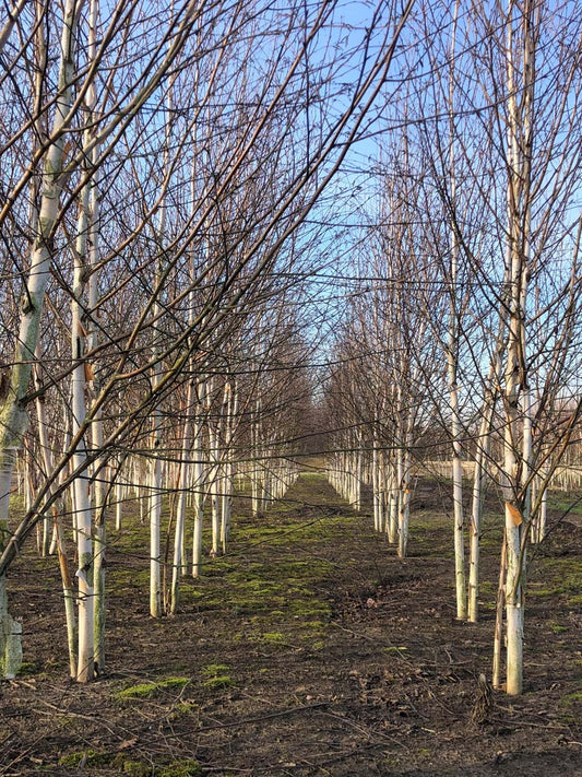 Betula utilis jacquemontii meerstammig / struik meerstammig