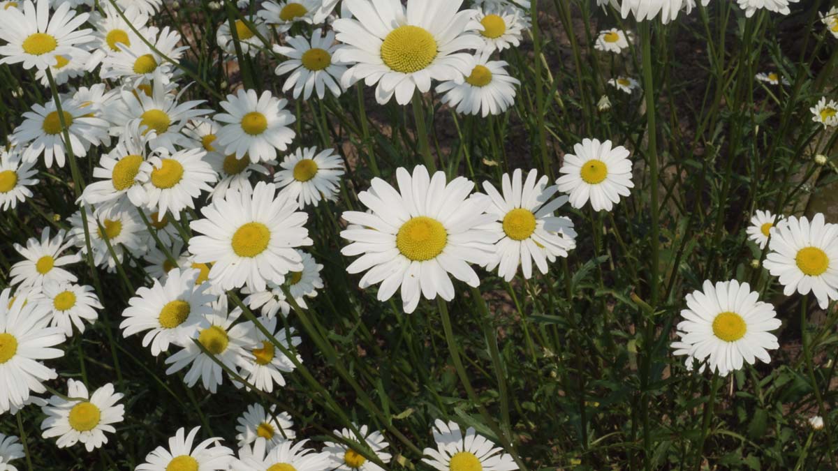 Bellis perennis