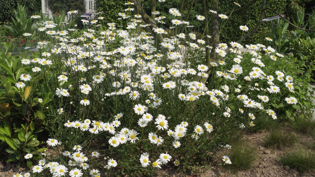 Bellis perennis