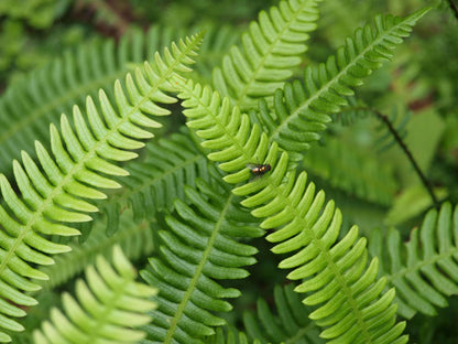 Blechnum spicant