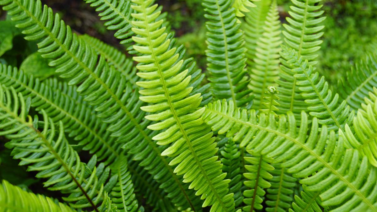 Blechnum spicant