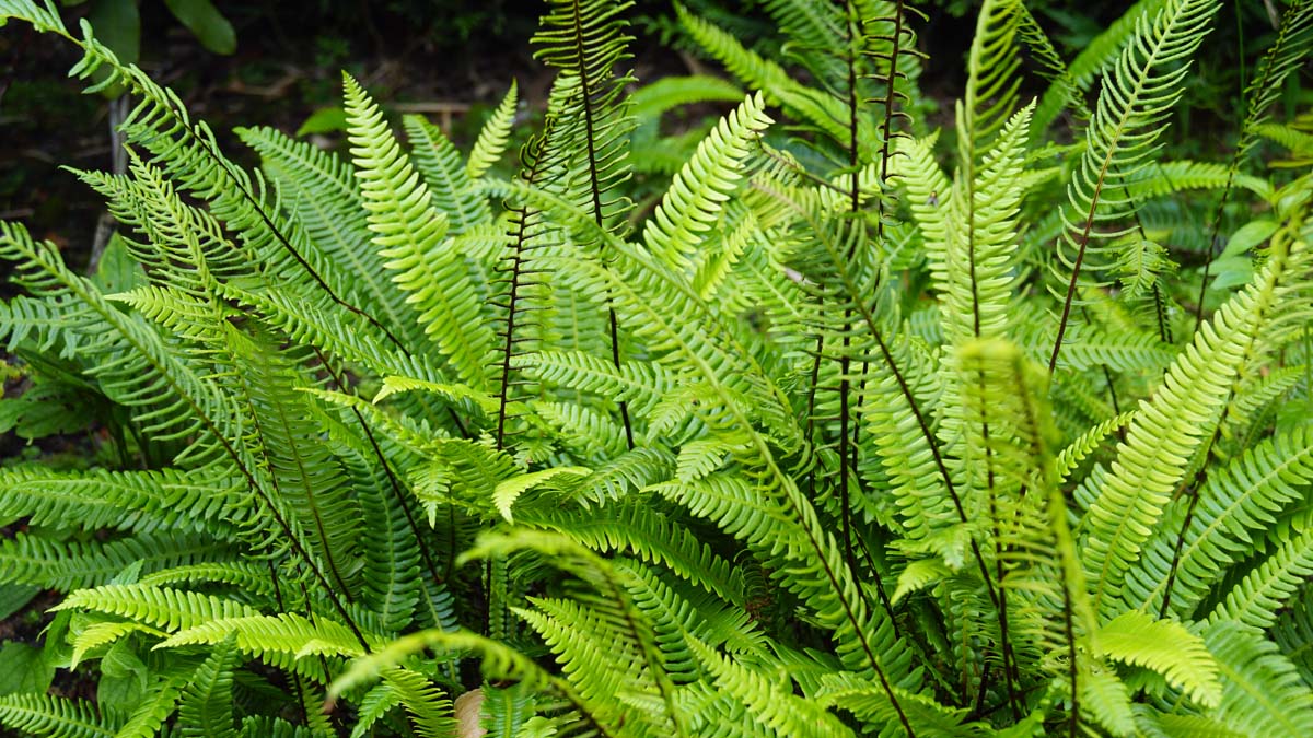 Blechnum spicant