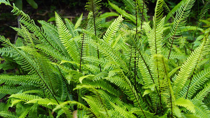 Blechnum spicant