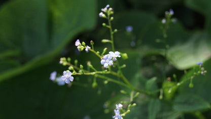 Brunnera macrophylla