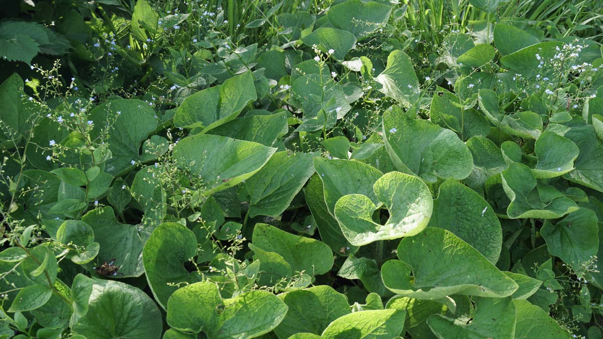 Brunnera macrophylla