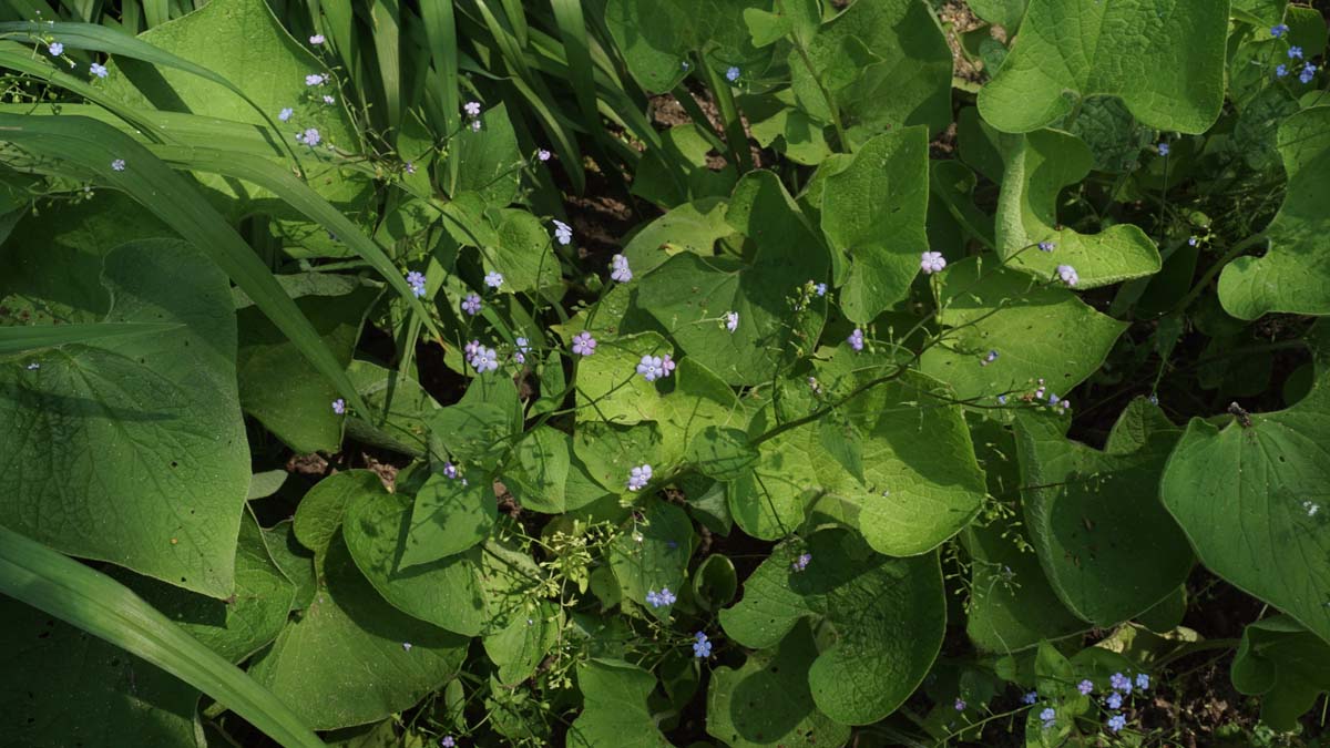 Brunnera macrophylla