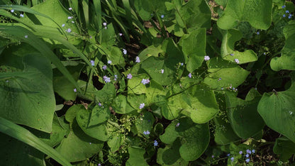 Brunnera macrophylla