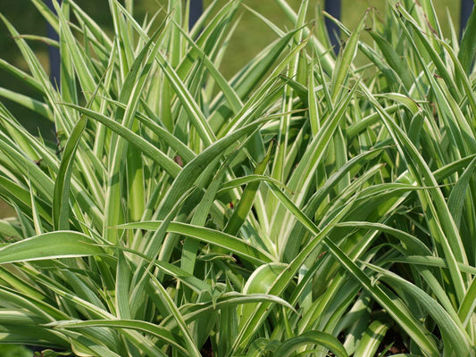 Carex morrowii 'Variegata'