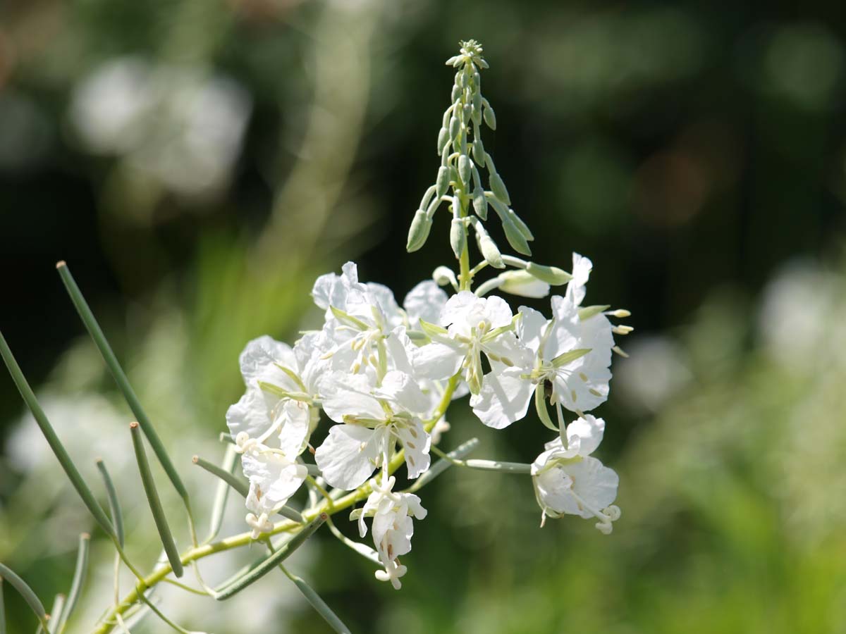 Epilobium angustifolium 'Album'