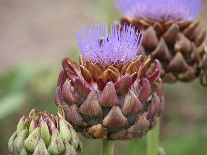 Cynara scolymus