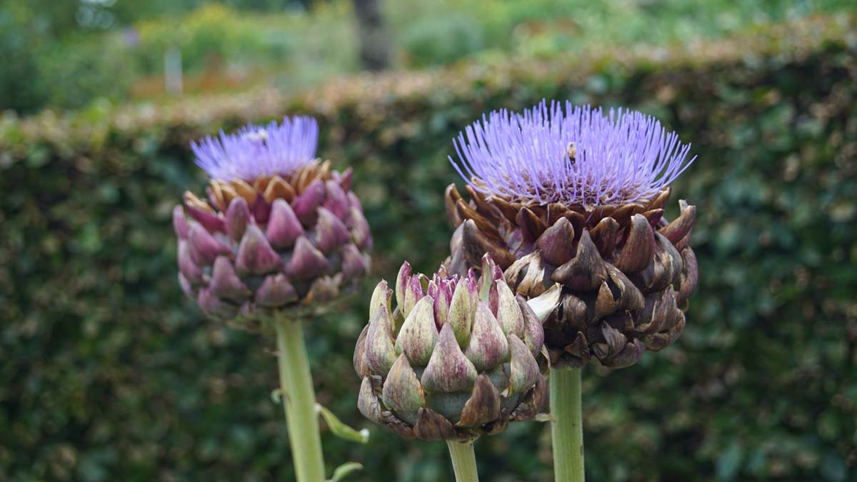 Cynara scolymus