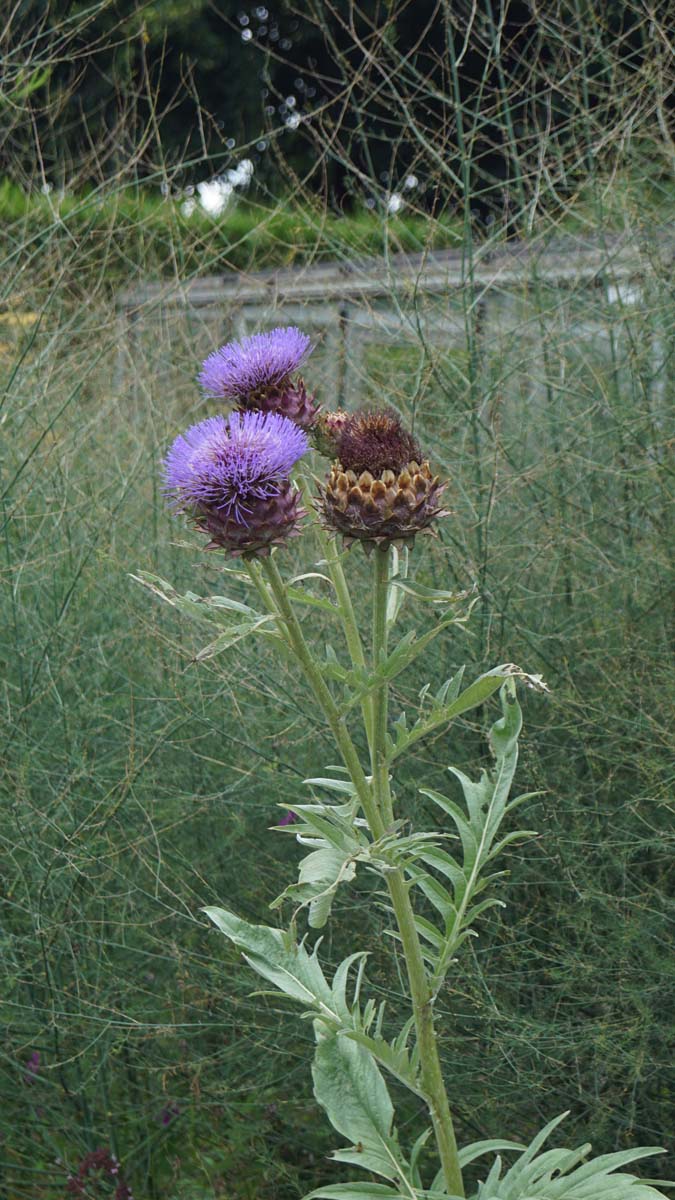 Cynara scolymus