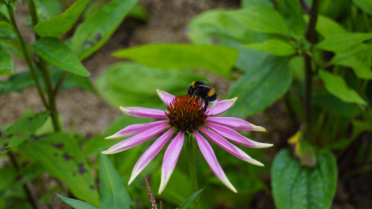 Echinacea purpurea biodiversiteit