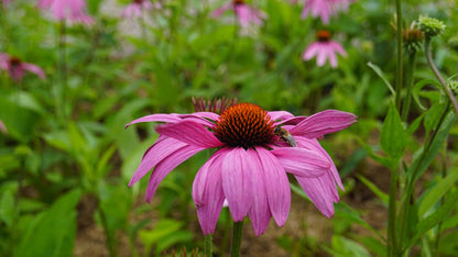 Echinacea purpurea biodiversiteit